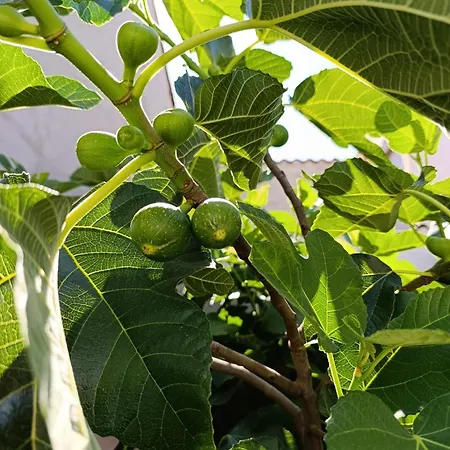 بيت للعطل La Casona De Alan-bru Boceguillas