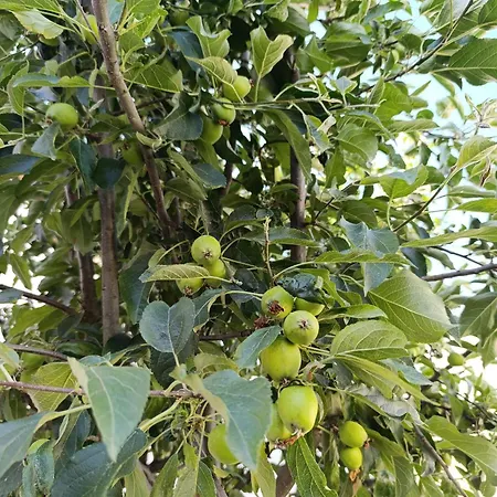 Hébergement de vacances La Casona De Alan-bru Boceguillas