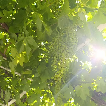 بيت للعطل La Casona De Alan-bru Boceguillas