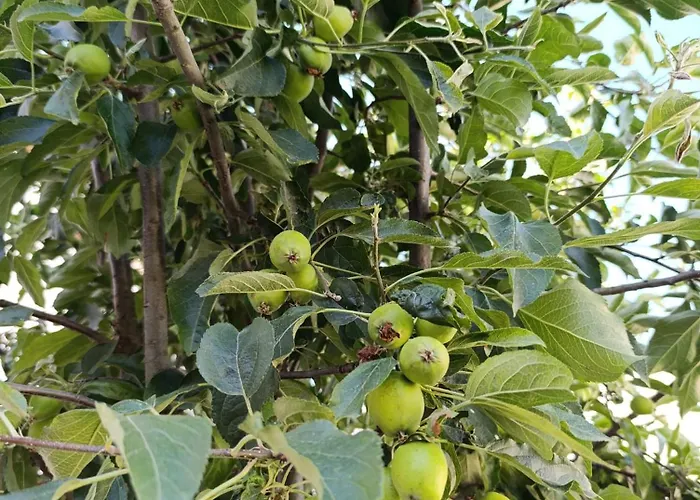Ferienhaus La Casona De Alan-bru Boceguillas