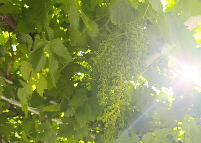 Ferienhaus La Casona De Alan-bru Boceguillas