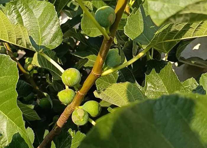 La Casona De Alan-bru * Boceguillas